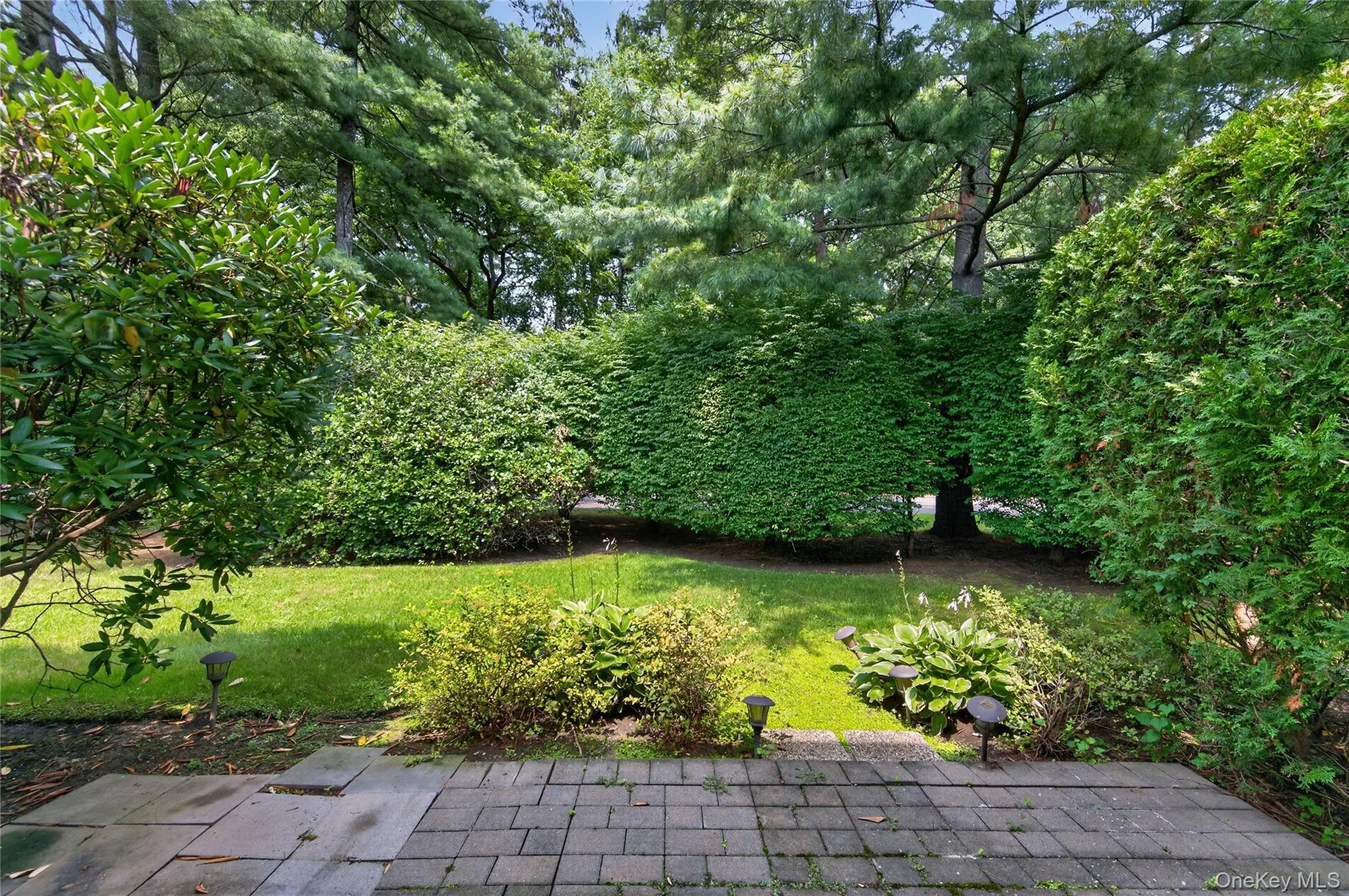 Lush Backyard Lush Backyard