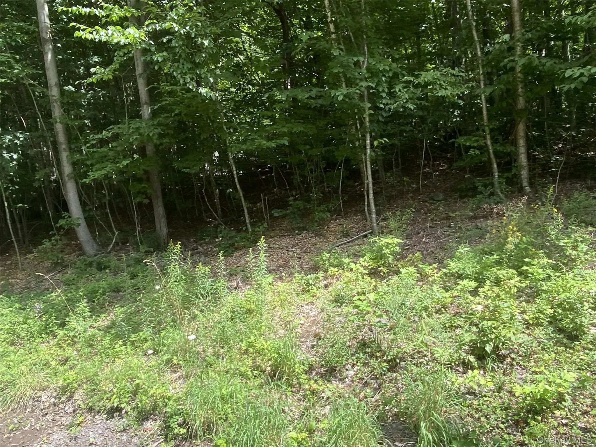 140 Arbor Road, Lexington, NY, ,Land,For Rent,Arbor,0,1036886 140 Arbor Road, Lexington, NY, ,Land,For Rent,Arbor,0,1036886
