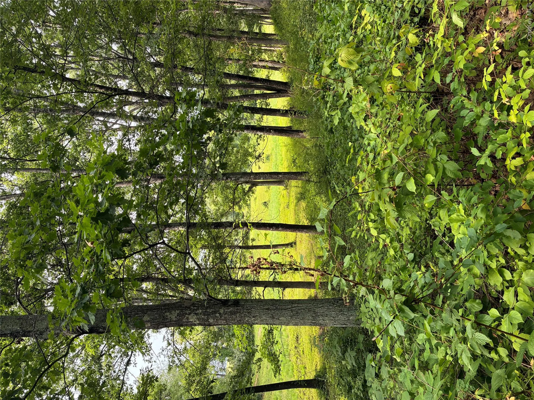 207 Pleasantvale Road, Clermont, NY, ,Land,For Rent,Pleasantvale,0,1037427 207 Pleasantvale Road, Clermont, NY, ,Land,For Rent,Pleasantvale,0,1037427