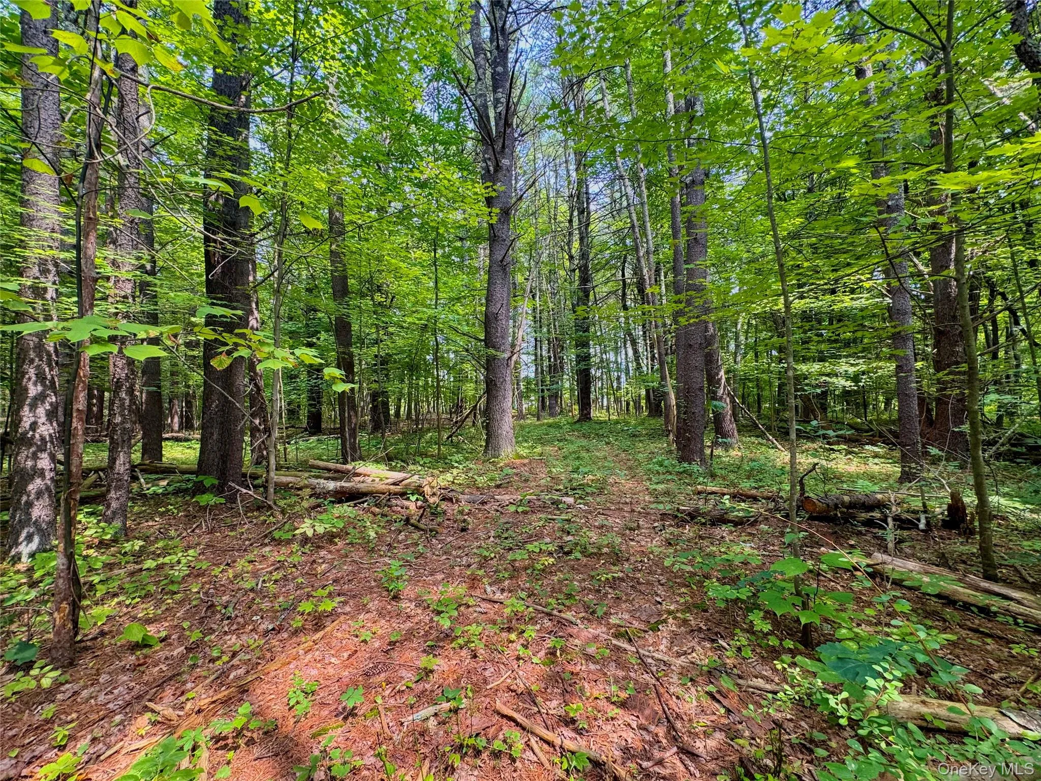 4480 State Route 23, Cairo, NY, ,Land,For Rent,State Route 23,0,1037509 4480 State Route 23, Cairo, NY, ,Land,For Rent,State Route 23,0,1037509