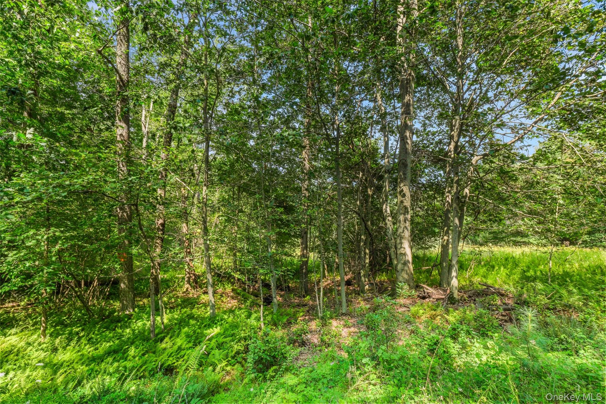 346 Oak Ridge Road, Wawarsing, NY, ,Land,For Rent,Oak Ridge,0,1037667 346 Oak Ridge Road, Wawarsing, NY, ,Land,For Rent,Oak Ridge,0,1037667