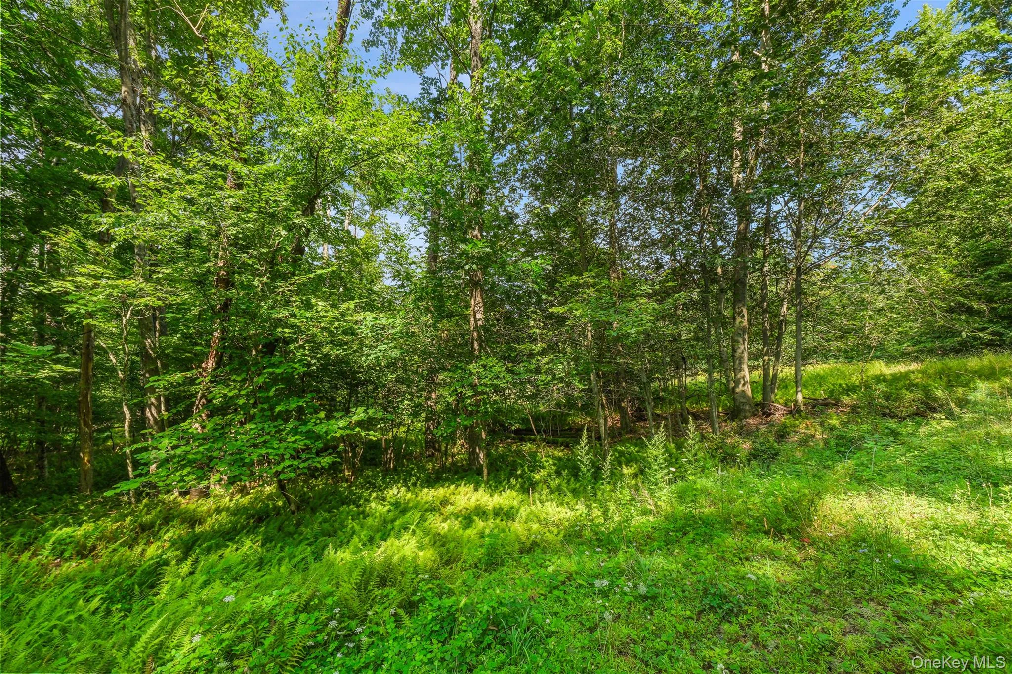 346 Oak Ridge Road, Wawarsing, NY, ,Land,For Rent,Oak Ridge,0,1037667 346 Oak Ridge Road, Wawarsing, NY, ,Land,For Rent,Oak Ridge,0,1037667