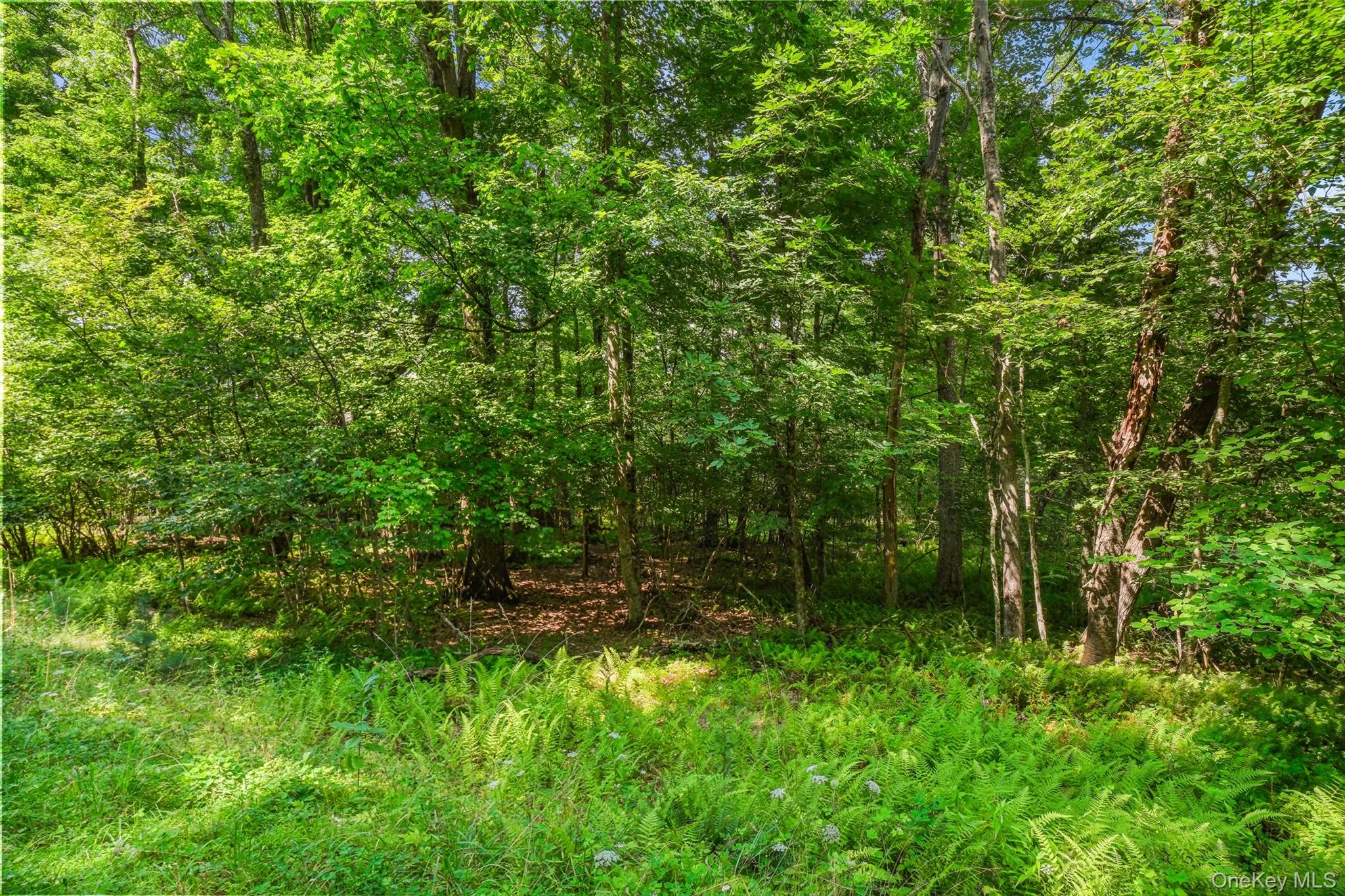 346 Oak Ridge Road, Wawarsing, NY, ,Land,For Rent,Oak Ridge,0,1037667 346 Oak Ridge Road, Wawarsing, NY, ,Land,For Rent,Oak Ridge,0,1037667