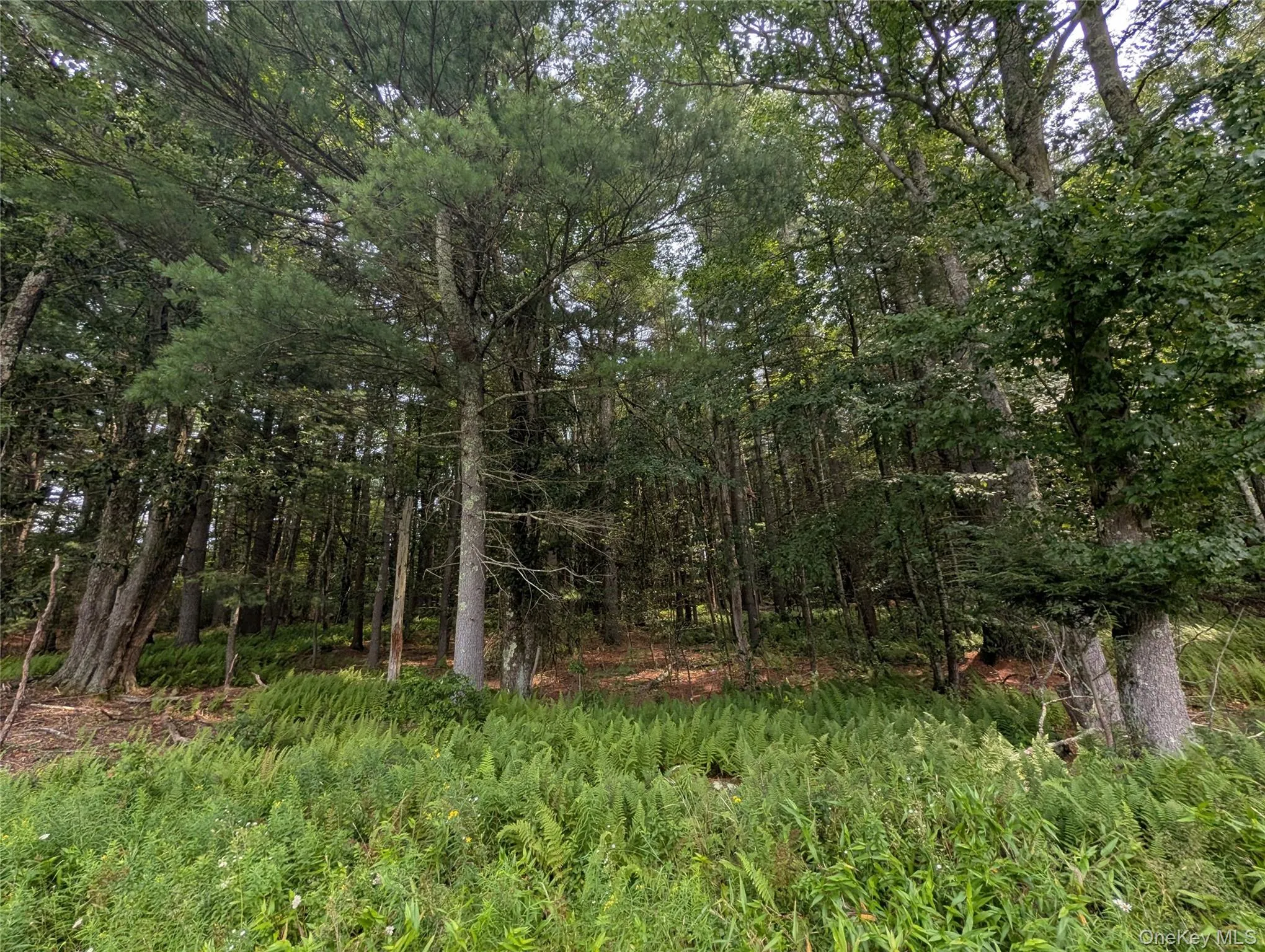 Harris Road, Thompson, NY, ,Land,For Rent,Harris,0,1037755 Harris Road, Thompson, NY, ,Land,For Rent,Harris,0,1037755