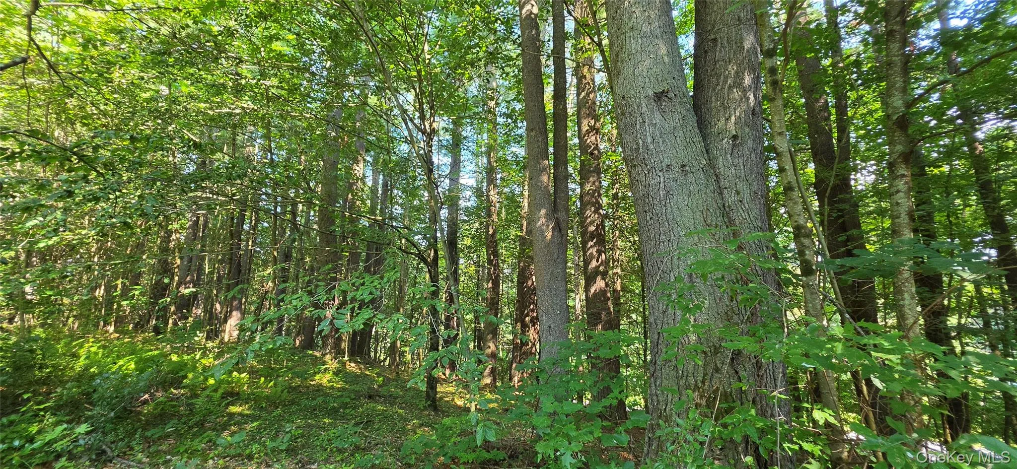 Lot 6 NYS 52, Tusten, NY, ,Land,For Rent,NYS 52,0,1038729 Lot 6 NYS 52, Tusten, NY, ,Land,For Rent,NYS 52,0,1038729