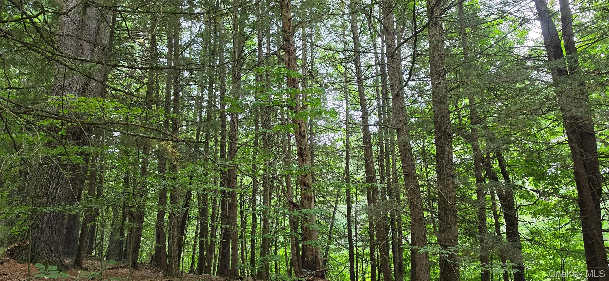 Lot 6 NYS 52, Tusten, NY, ,Land,For Rent,NYS 52,0,1038729 Lot 6 NYS 52, Tusten, NY, ,Land,For Rent,NYS 52,0,1038729