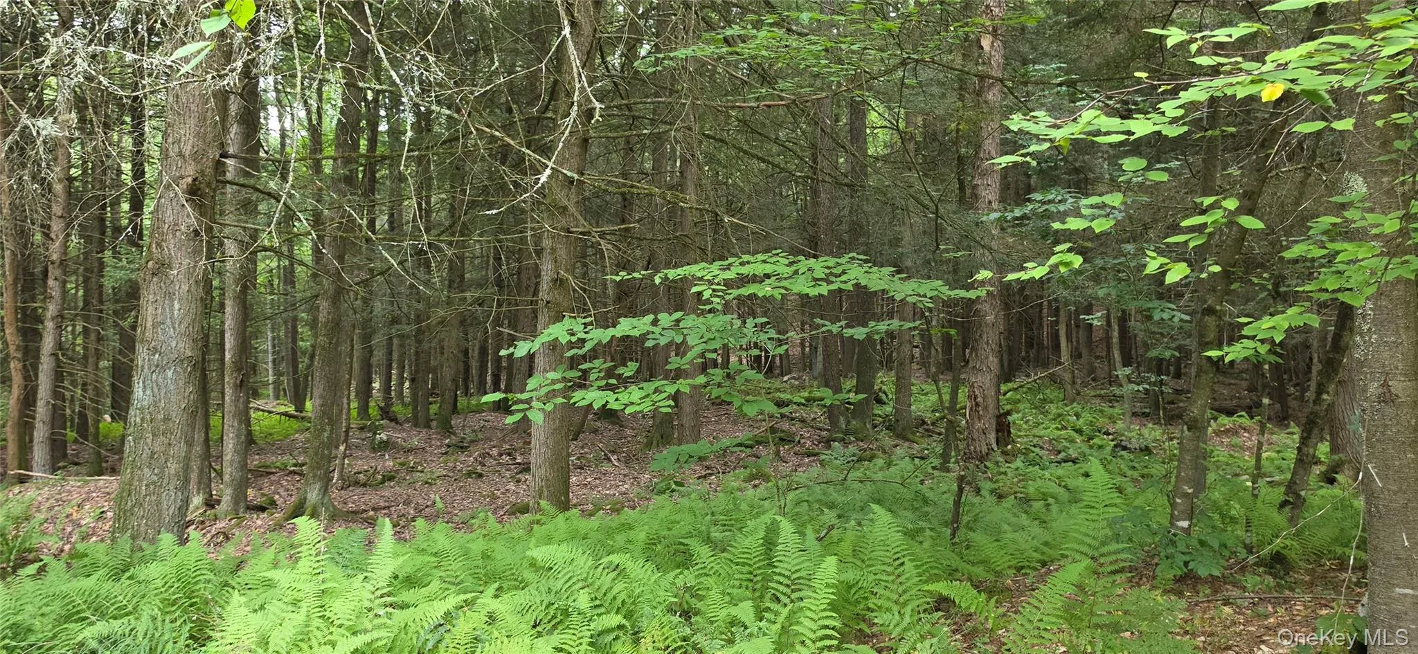 Lot 6 NYS 52, Tusten, NY, ,Land,For Rent,NYS 52,0,1038729 Lot 6 NYS 52, Tusten, NY, ,Land,For Rent,NYS 52,0,1038729