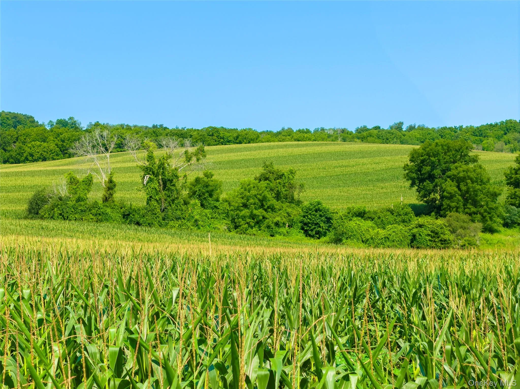 The fields are currently cultivated with corn, alternating with soybeans each year. Southern end of the north field, looking north. The fields are currently cultivated with corn, alternating with soybeans each year. Southern end of the north field, looking north.
