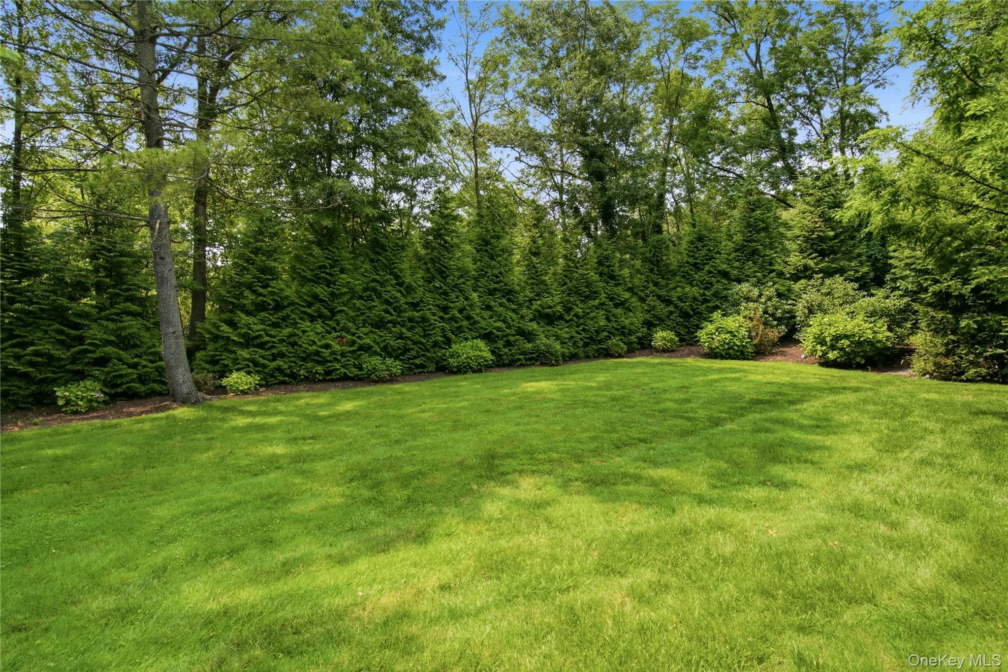 Expansive lawn area bordered by a dense evergreen hedge, mature trees, and established shrubbery Expansive lawn area bordered by a dense evergreen hedge, mature trees, and established shrubbery