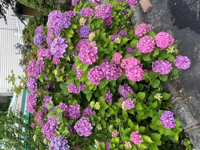 Gorgeous Flowering Gardens around the property Gorgeous Flowering Gardens around the property