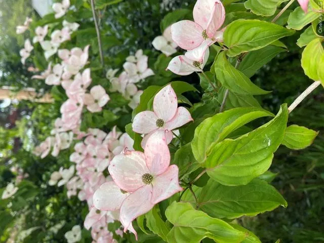 Gorgeous Flowering Gardens around the property Gorgeous Flowering Gardens around the property