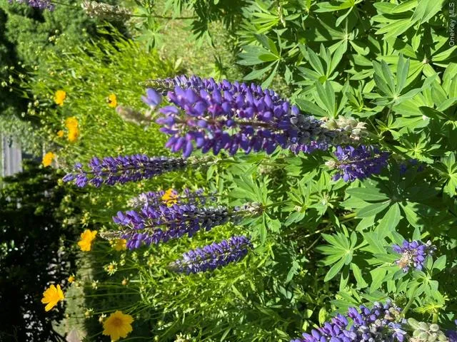 Gorgeous Flowering Gardens around the property Gorgeous Flowering Gardens around the property