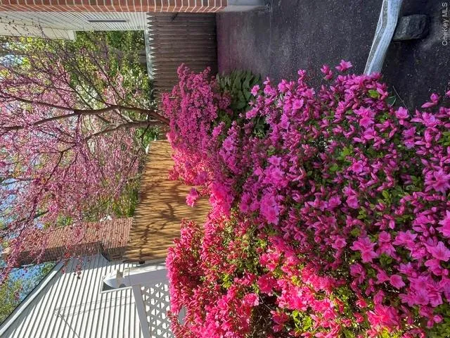 Gorgeous Flowering Gardens around the property Gorgeous Flowering Gardens around the property