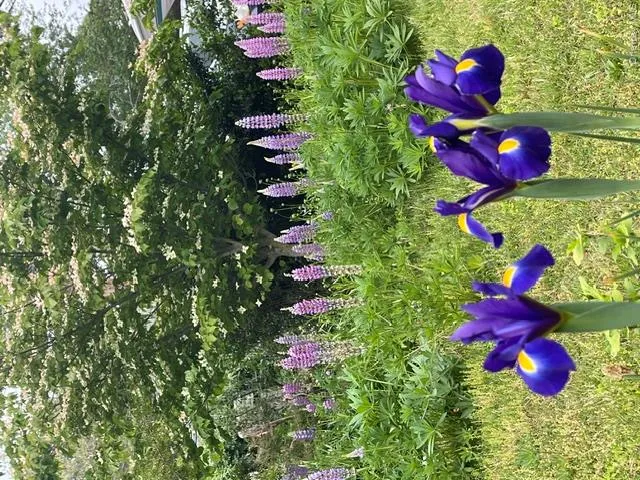 Gorgeous Flowering Gardens around the property Gorgeous Flowering Gardens around the property