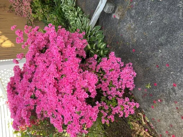 Gorgeous Flowering Gardens around the property Gorgeous Flowering Gardens around the property