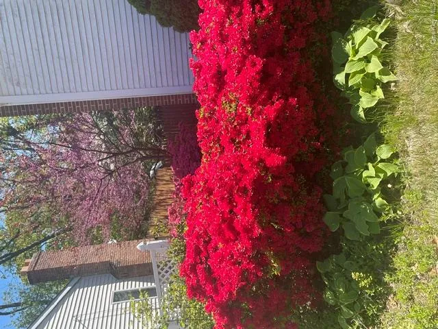 Gorgeous Flowering Gardens around the property Gorgeous Flowering Gardens around the property