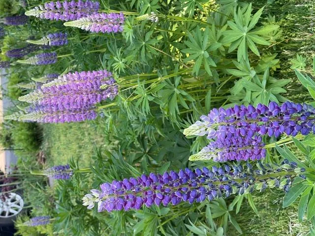 Gorgeous Flowering Gardens around the property Gorgeous Flowering Gardens around the property