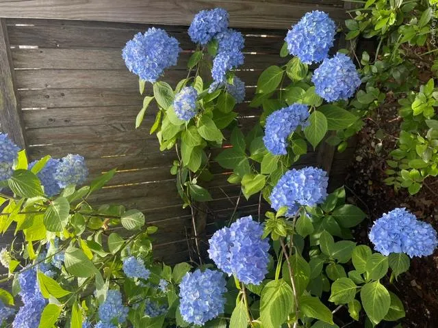 Gorgeous Flowering Gardens around the property Gorgeous Flowering Gardens around the property