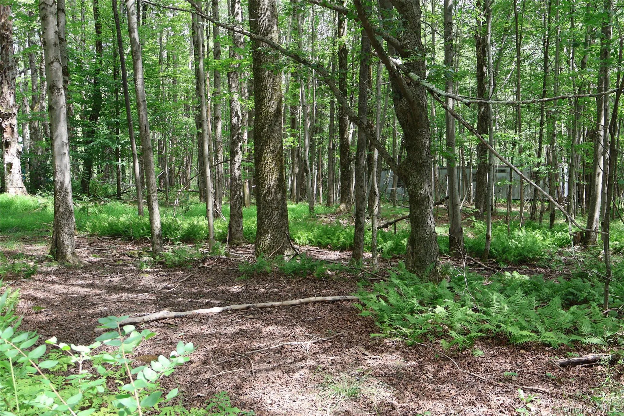 7401 Millbrook Road, Hardenburgh, NY, ,Land,For Rent,Millbrook,0,1039867 7401 Millbrook Road, Hardenburgh, NY, ,Land,For Rent,Millbrook,0,1039867