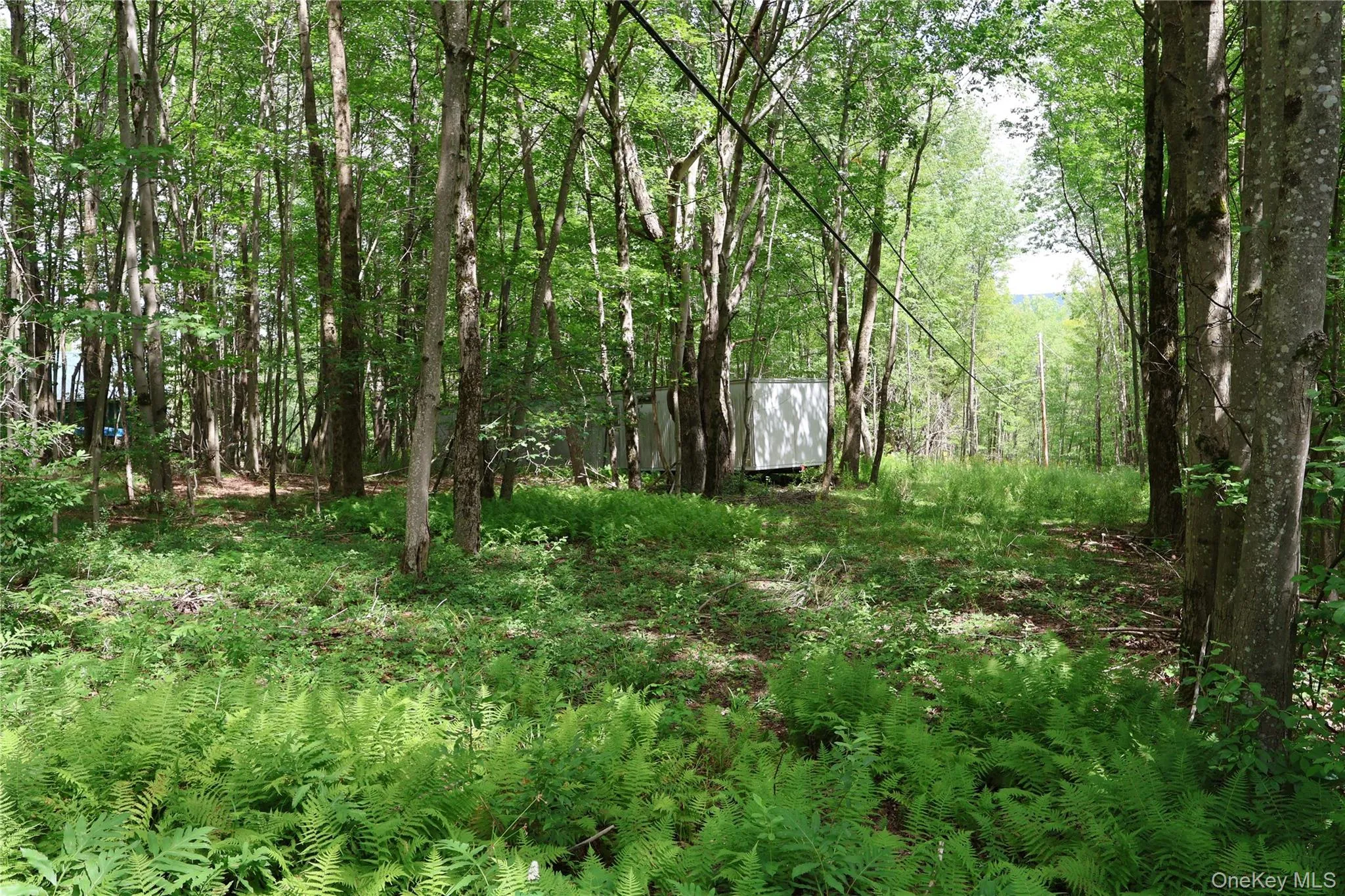 7401 Millbrook Road, Hardenburgh, NY, ,Land,For Rent,Millbrook,0,1039867 7401 Millbrook Road, Hardenburgh, NY, ,Land,For Rent,Millbrook,0,1039867