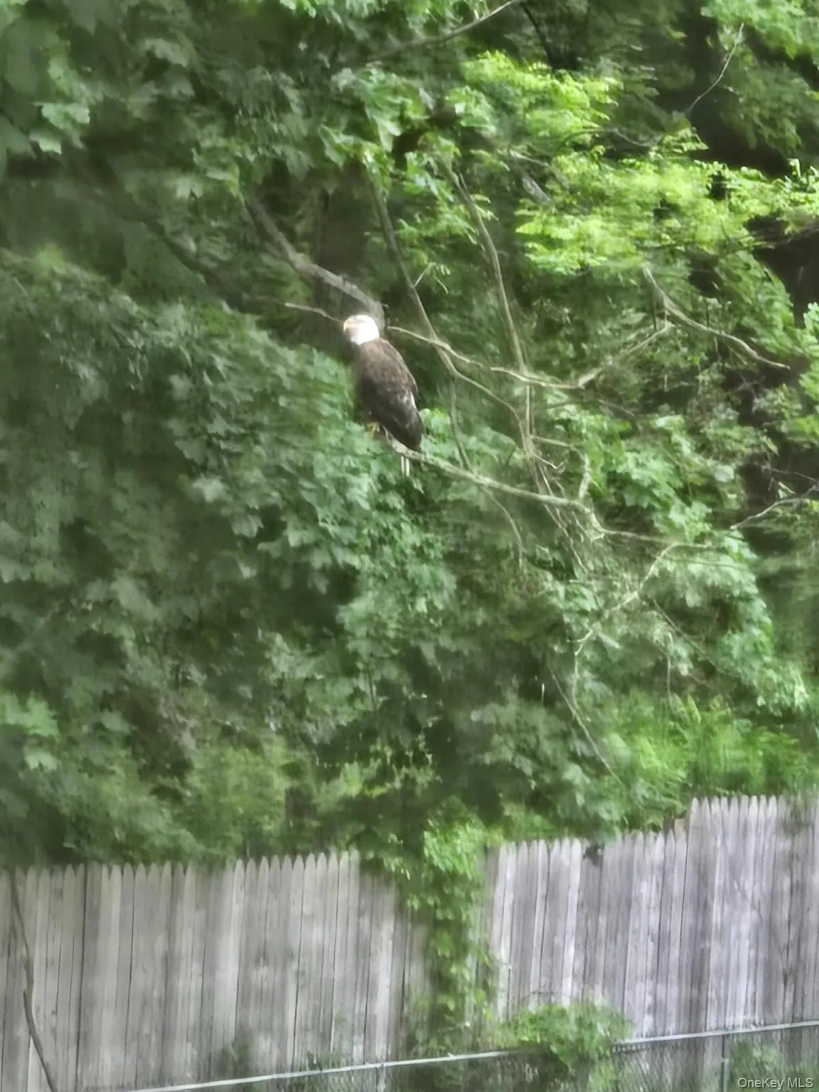 Occasional eagle resting in the backyard trees Occasional eagle resting in the backyard trees