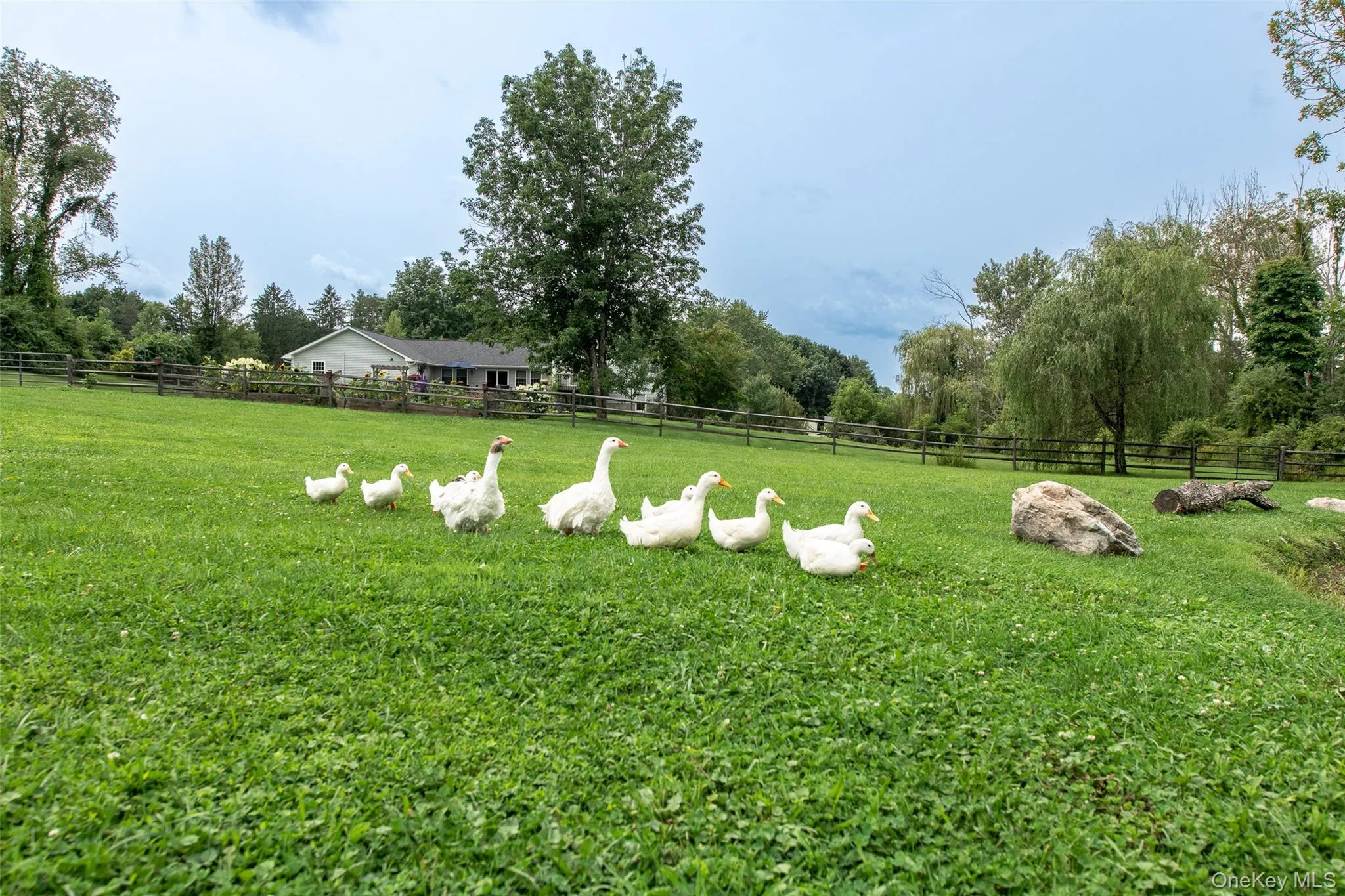 Ducks Ducks