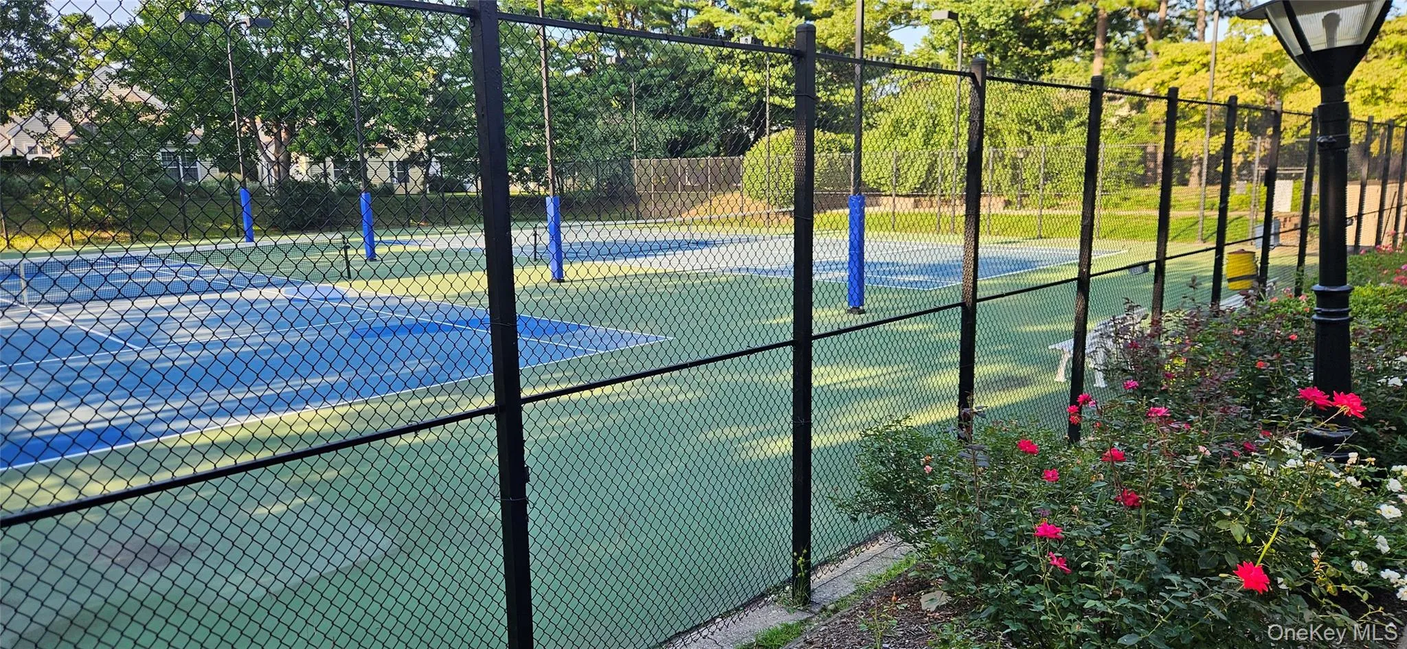 Tennis anyone! Tennis anyone!