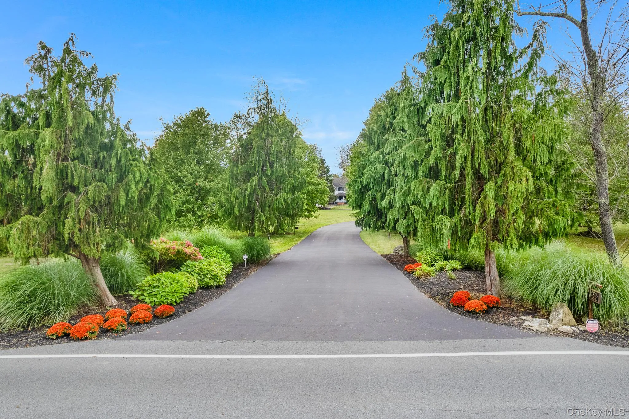 Paved driveway flanked by mature evergreen trees. Paved driveway flanked by mature evergreen trees.