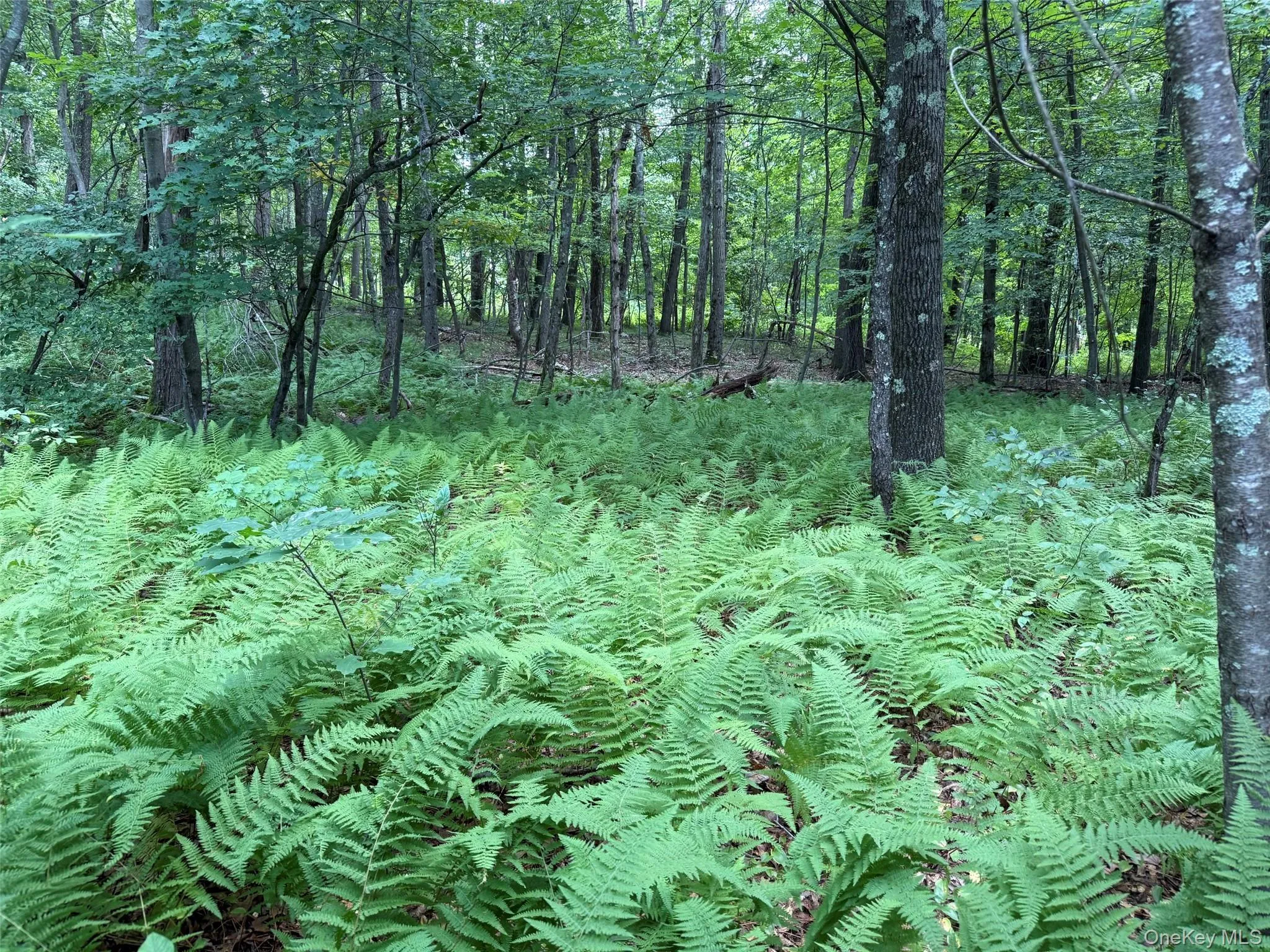 85 Bella Vista Road, Amenia, NY, 2 Bedrooms Bedrooms, 5 Rooms Rooms,1 BathroomBathrooms,Residential,For Rent,Bella Vista,0,1042548 85 Bella Vista Road, Amenia, NY, 2 Bedrooms Bedrooms, 5 Rooms Rooms,1 BathroomBathrooms,Residential,For Rent,Bella Vista,0,1042548