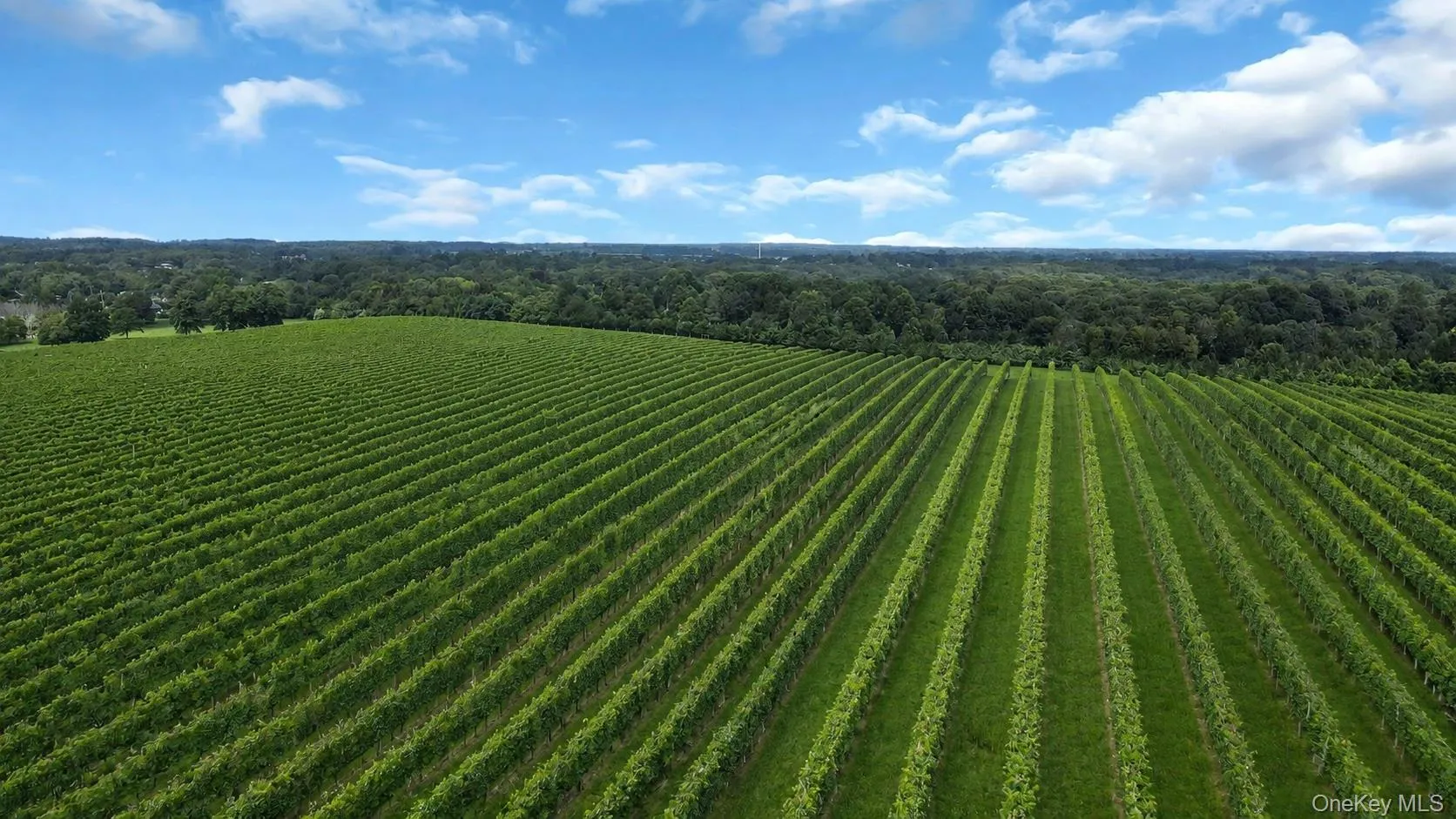 Peconic Bay Vineyards in front of the home Peconic Bay Vineyards in front of the home