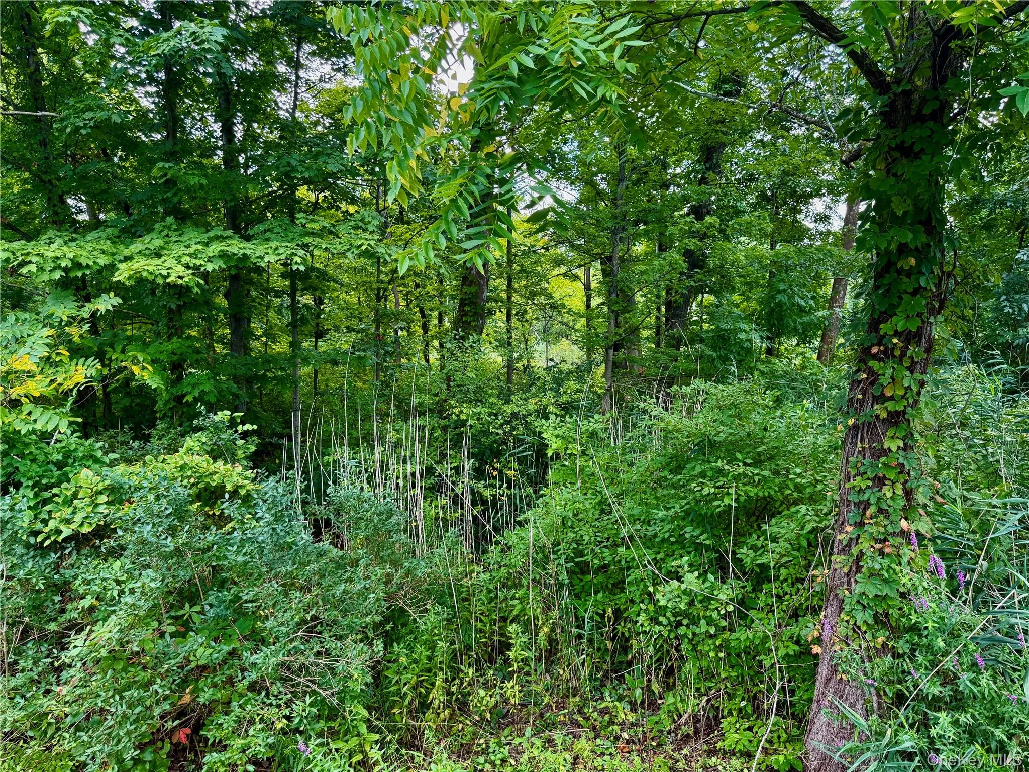 Woods bordering the property to the north Woods bordering the property to the north
