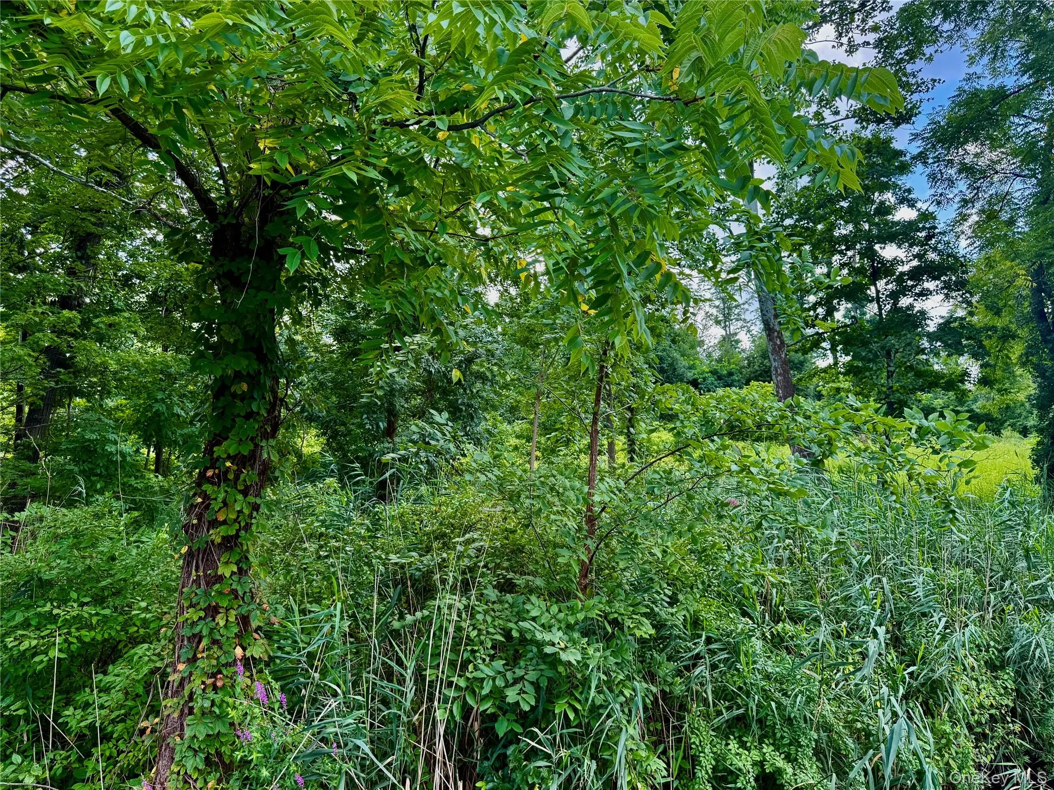 Woods bordering the property to the north Woods bordering the property to the north