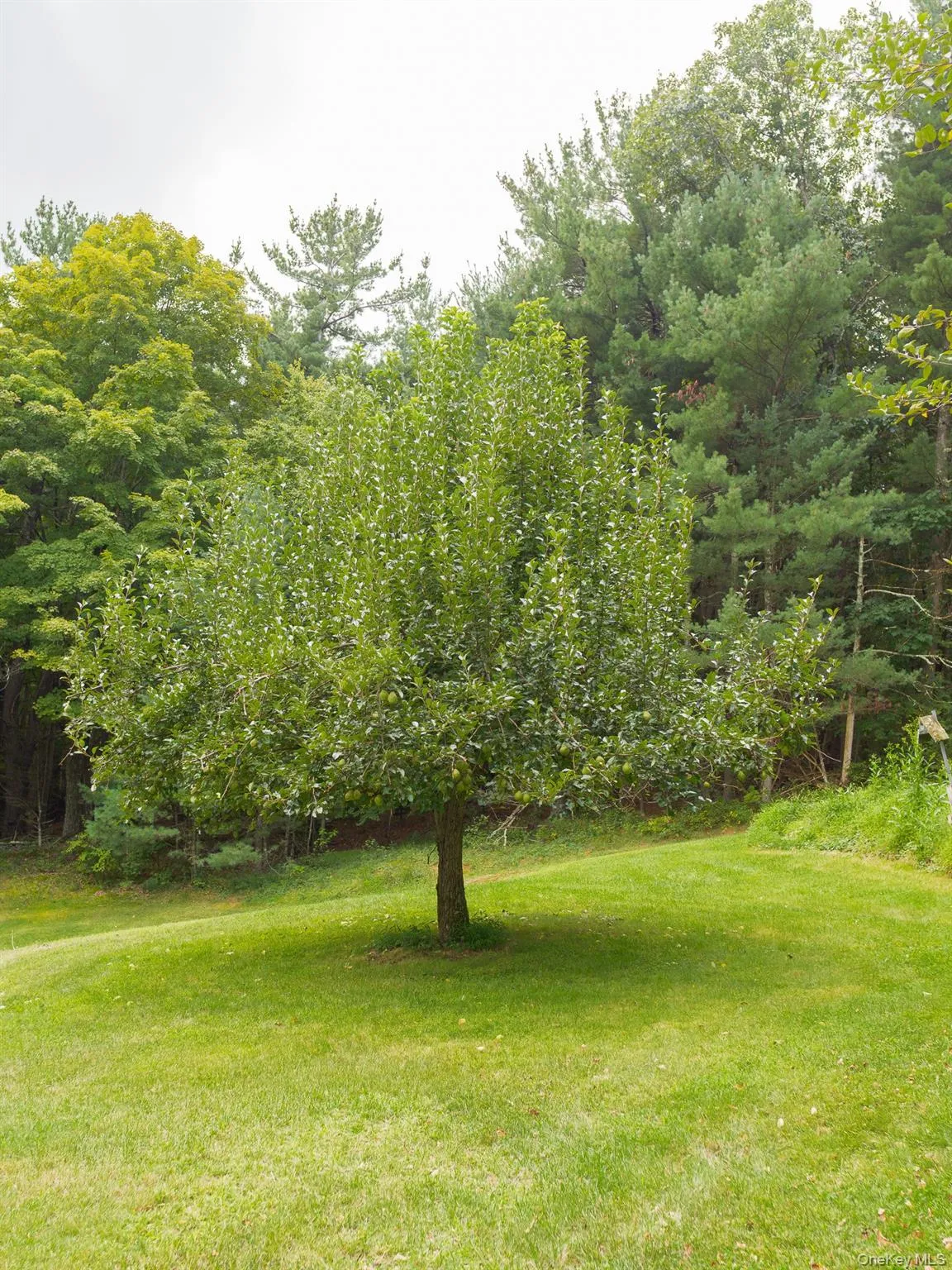Pear tree, also apple tree Pear tree, also apple tree