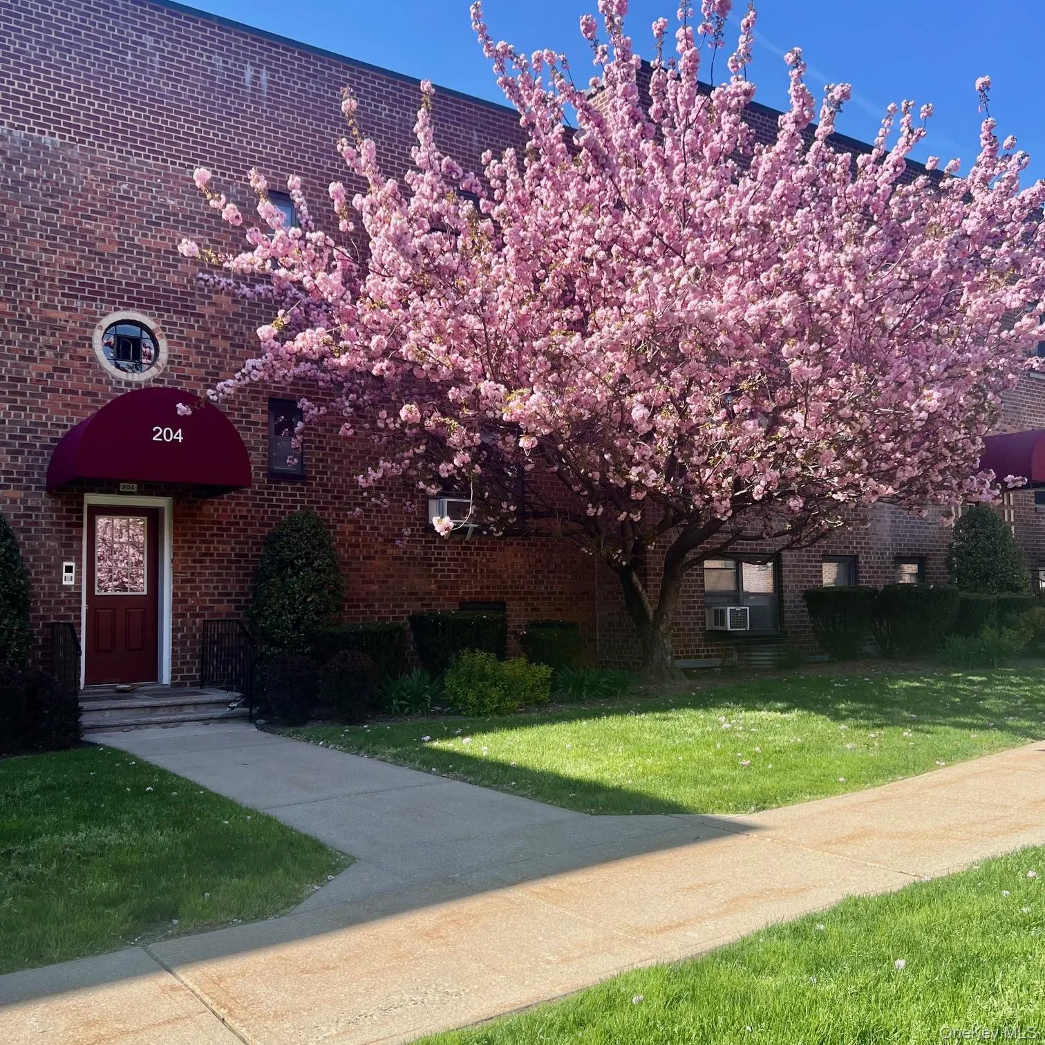 This beautiful tree is flowering just in front of your bedroom window. This beautiful tree is flowering just in front of your bedroom window.