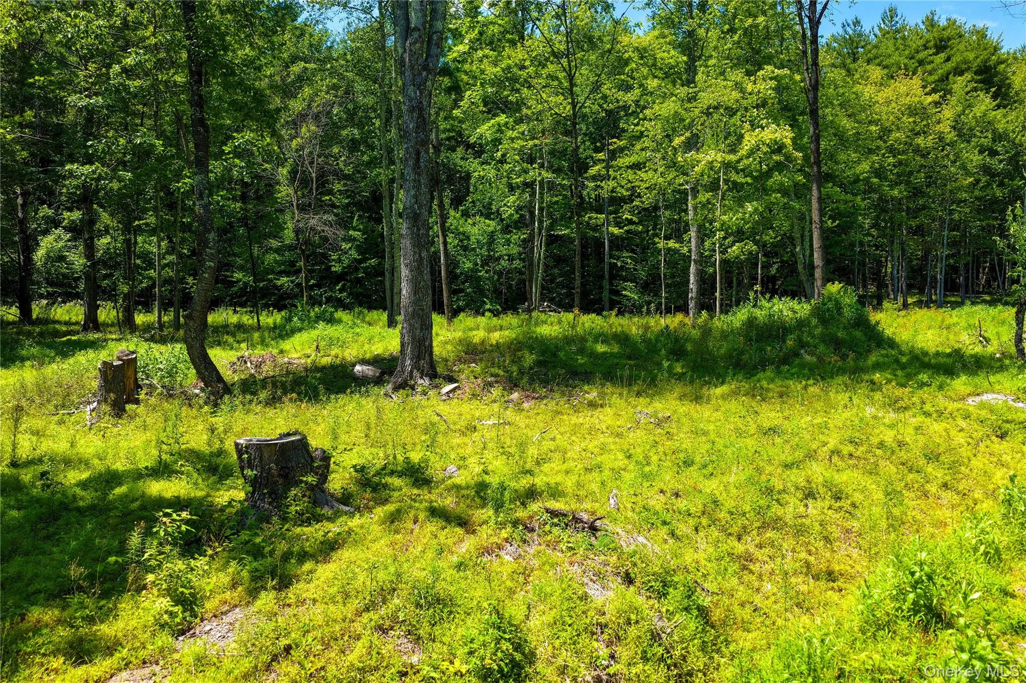 153 Roosevelt Avenue, Cairo, NY, ,Land,For Rent,Roosevelt,0,1045511 153 Roosevelt Avenue, Cairo, NY, ,Land,For Rent,Roosevelt,0,1045511