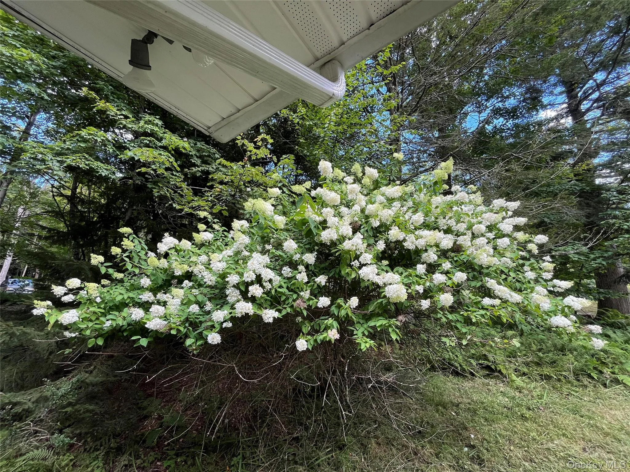 Beautiful Hydrangea paniculata perennial Beautiful Hydrangea paniculata perennial