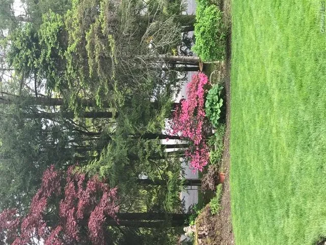 Front of house showing the generous collection of Hemlock, Azaleas, Hostas and Hydrangeas offer Privacy Beautifying the Road Front of house showing the generous collection of Hemlock, Azaleas, Hostas and Hydrangeas offer Privacy Beautifying the Road