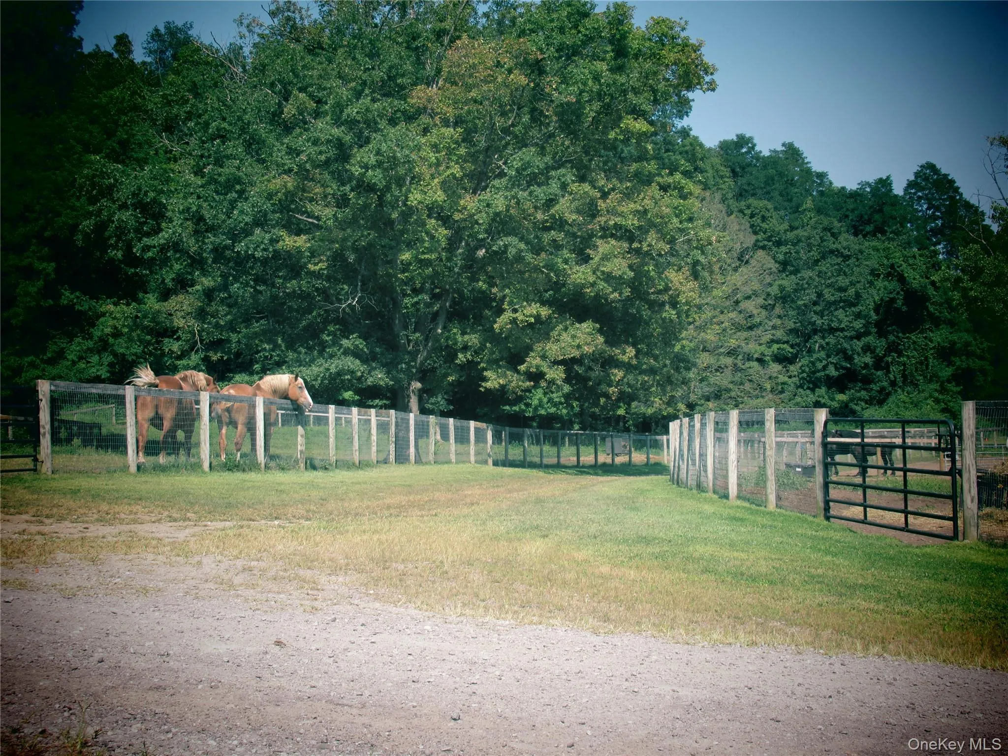 Paddocks and path leading to private lake Paddocks and path leading to private lake