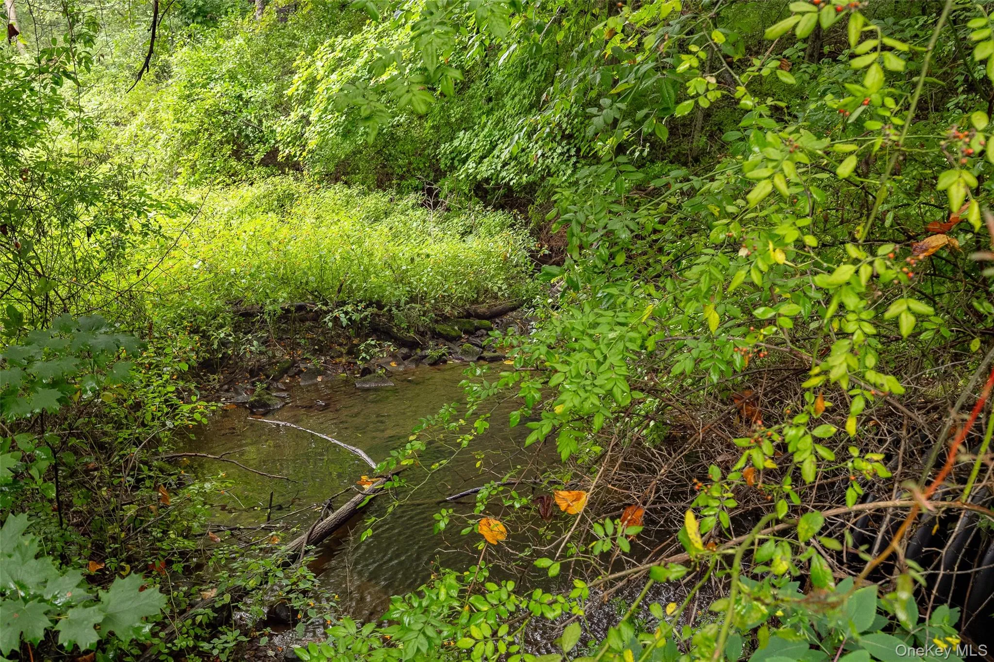View of stream. View of stream.