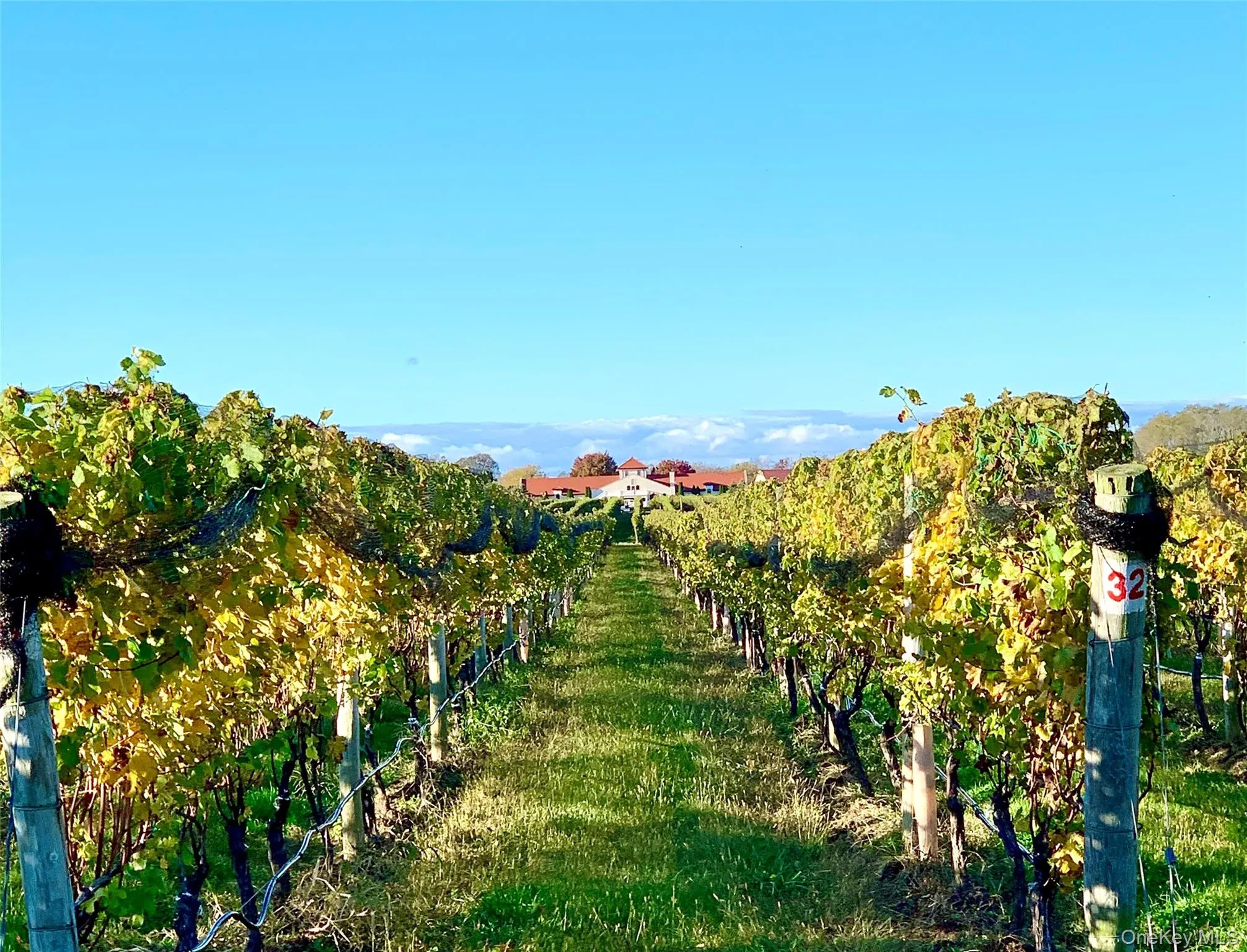 Nearby Vineyard view Nearby Vineyard view