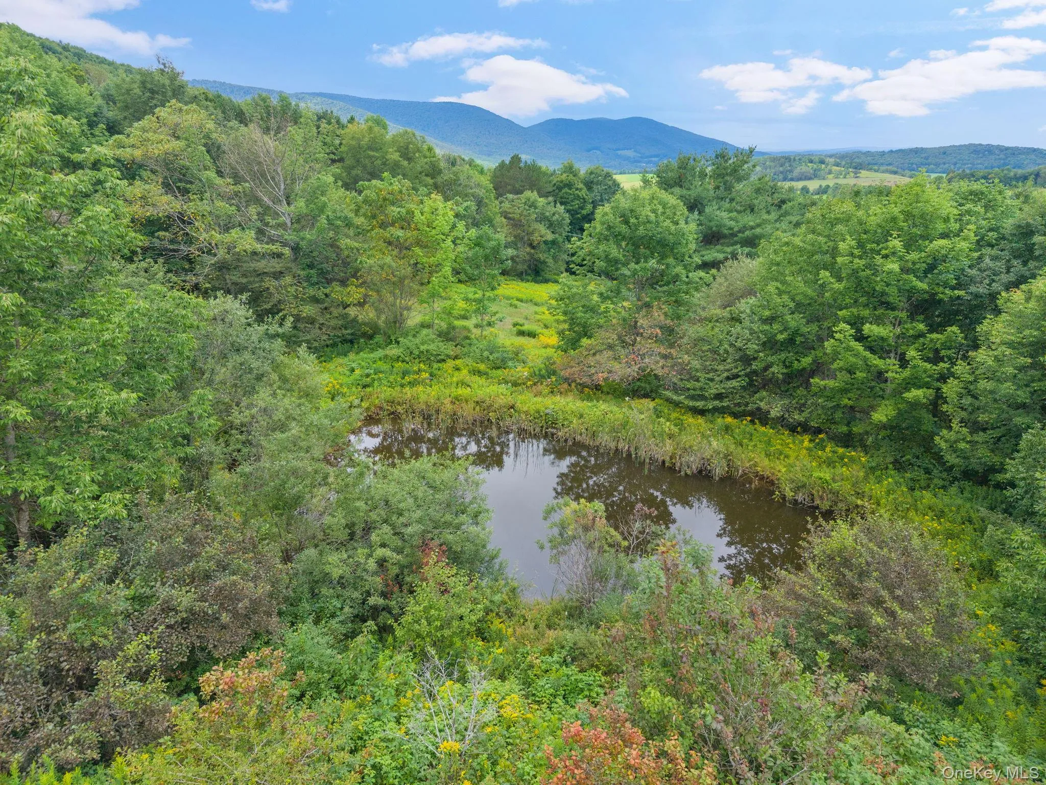 Natural pond surrounded by mature trees and varied foliage Natural pond surrounded by mature trees and varied foliage