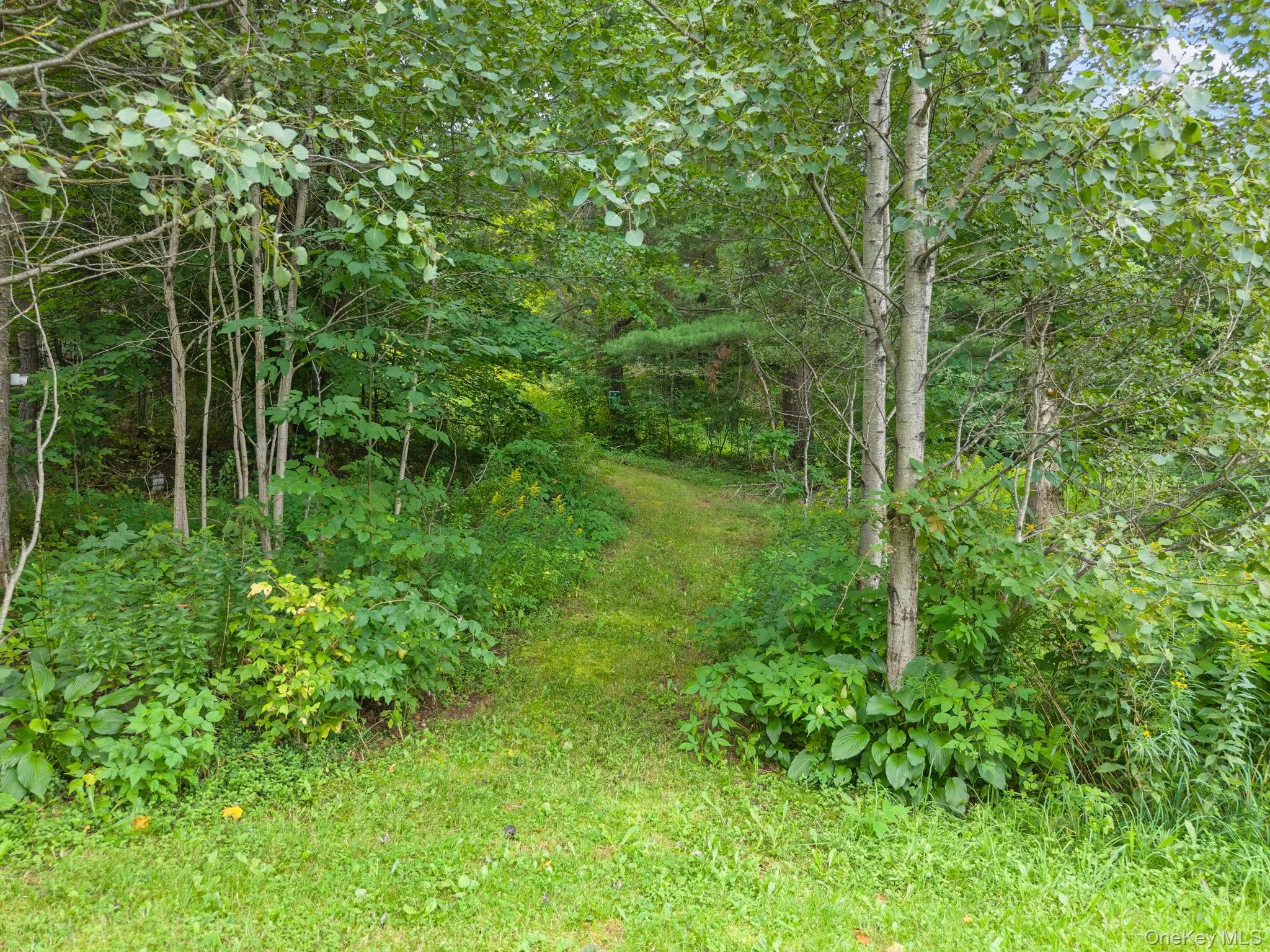 Grassed path through a wooded area with mature trees and dense foliage Grassed path through a wooded area with mature trees and dense foliage