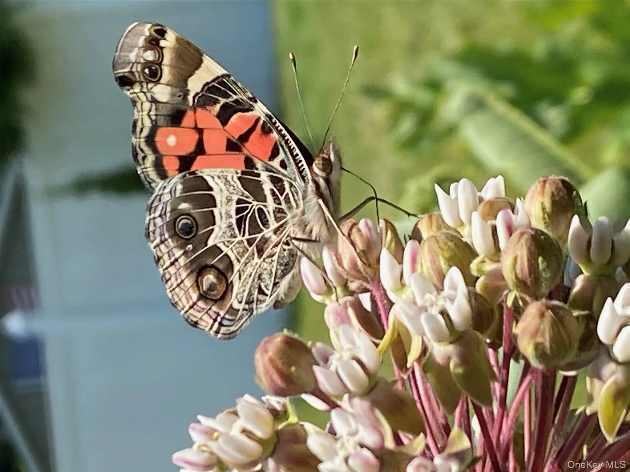 Butterfly Garden Butterfly Garden