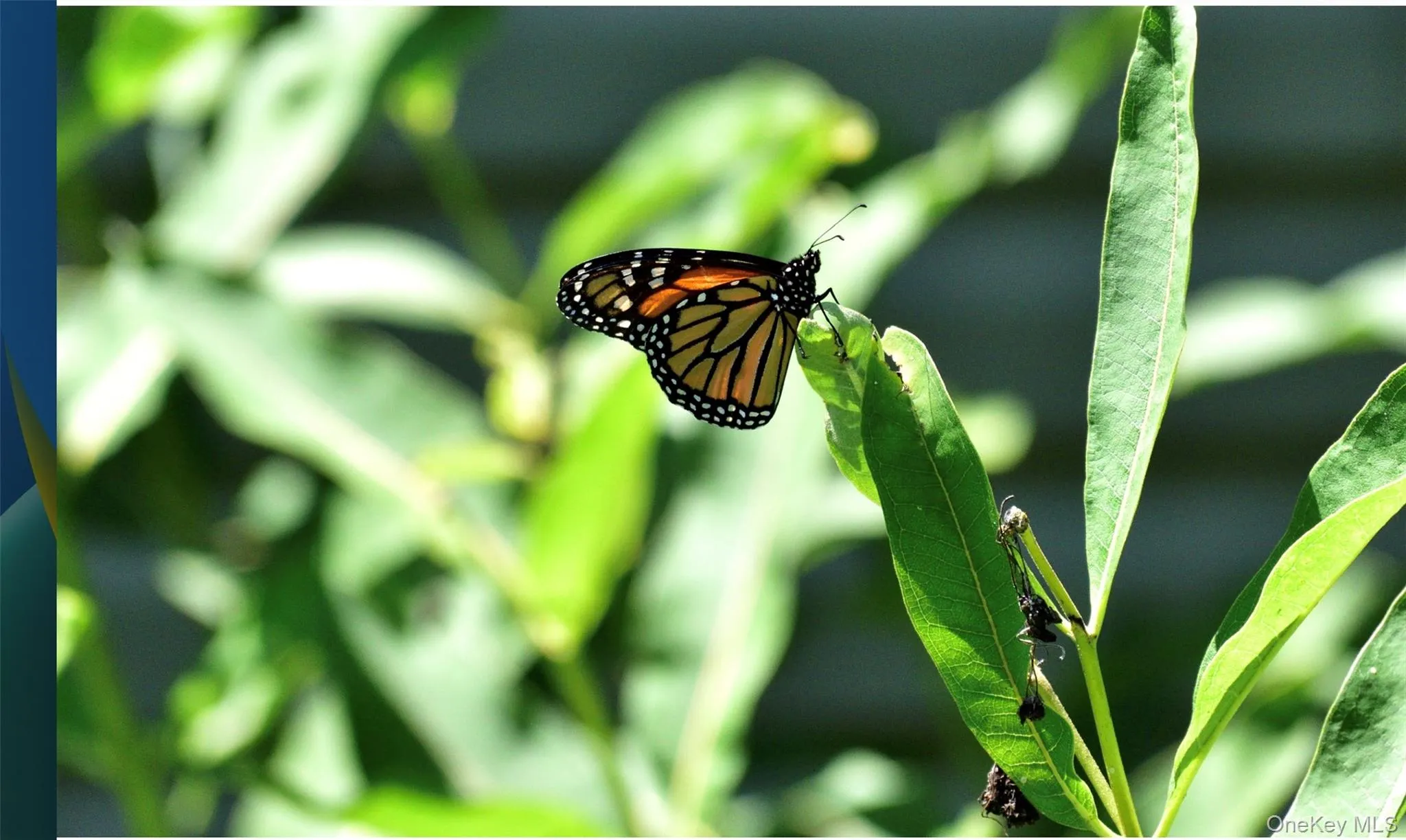 Butterfly Garden Butterfly Garden