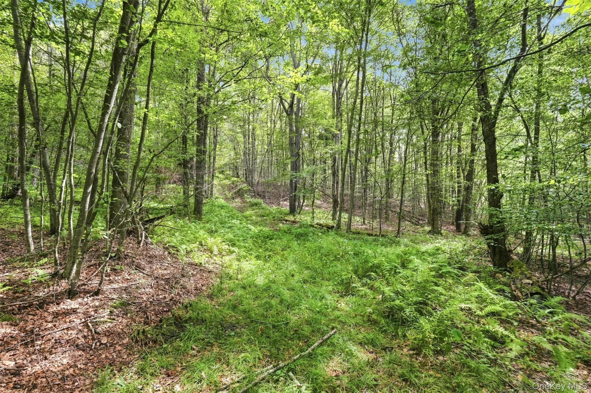 Explore, hunt, hike or expand on your 20 acres of natural beauty Explore, hunt, hike or expand on your 20 acres of natural beauty