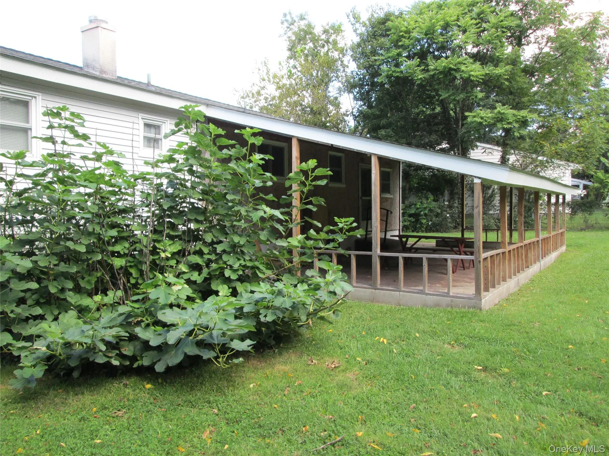 large fig tree next to covered porch large fig tree next to covered porch
