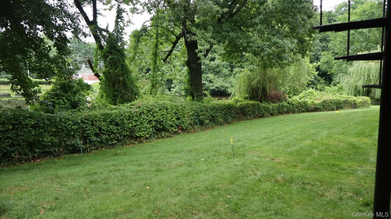 Expansive green lawn with mature trees and a manicured hedge row Expansive green lawn with mature trees and a manicured hedge row