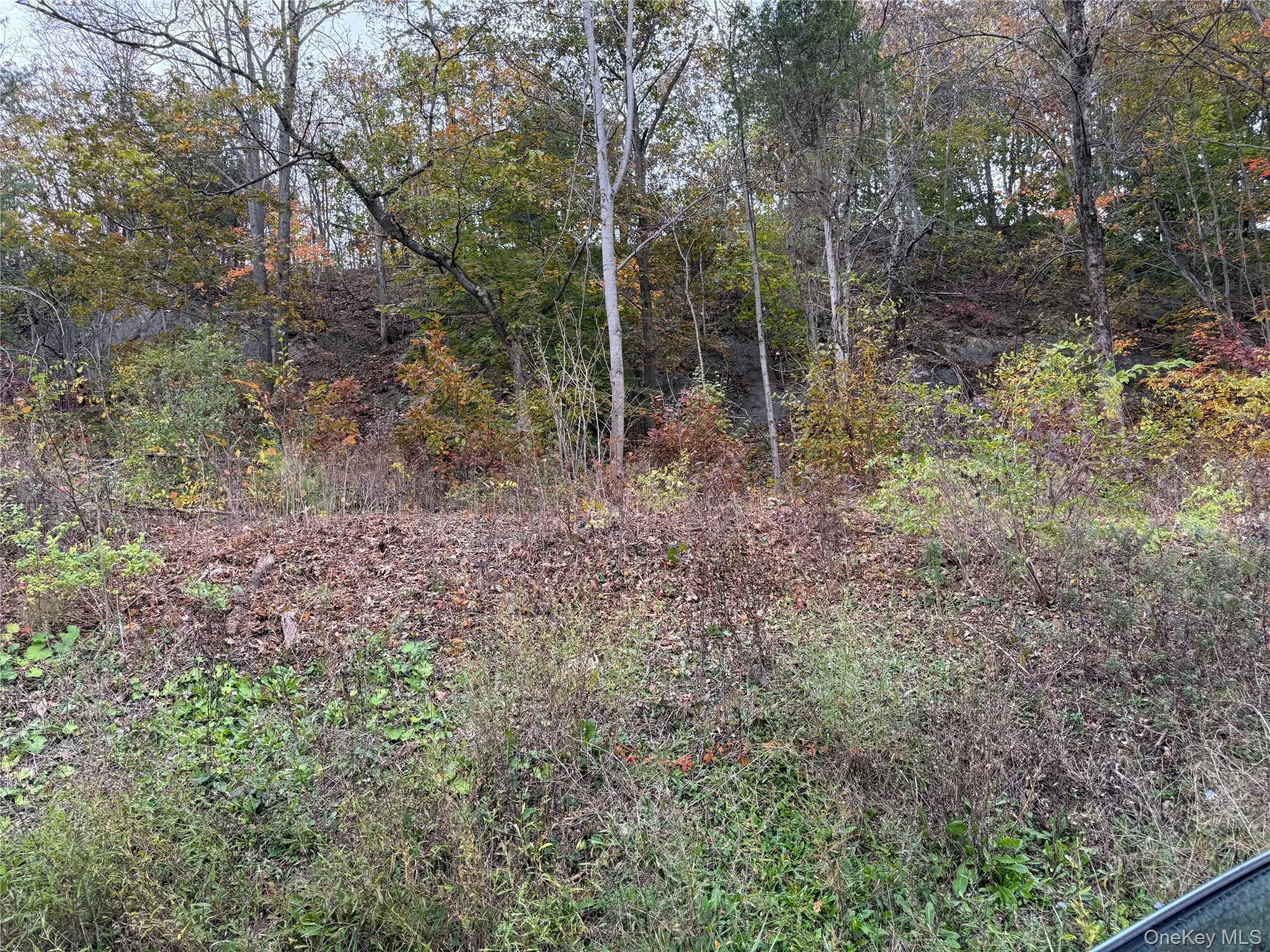 View of wooded area View of wooded area