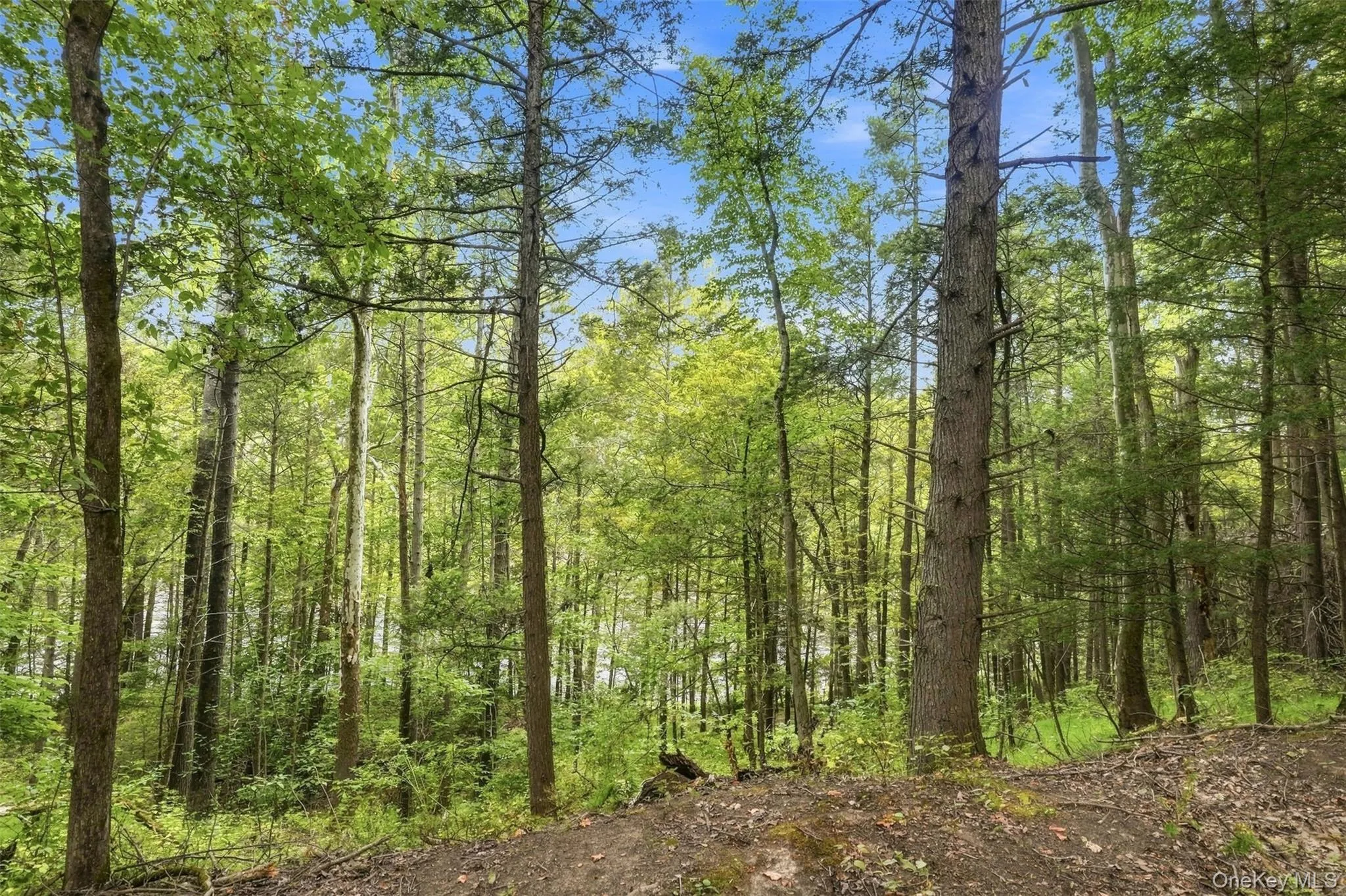 Bruceville Road, Marbletown, NY, ,Land,For Rent,Bruceville,0,1049868 Bruceville Road, Marbletown, NY, ,Land,For Rent,Bruceville,0,1049868