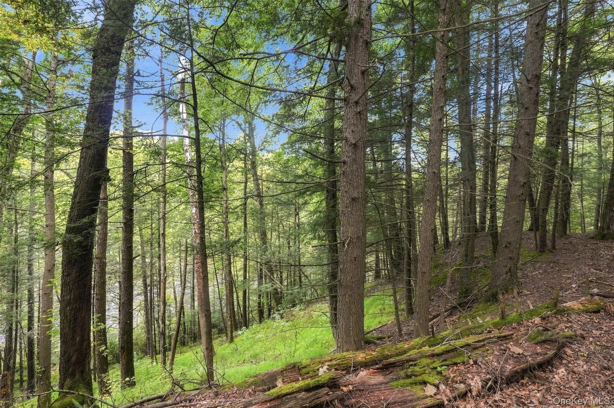 Bruceville Road, Marbletown, NY, ,Land,For Rent,Bruceville,0,1049868 Bruceville Road, Marbletown, NY, ,Land,For Rent,Bruceville,0,1049868